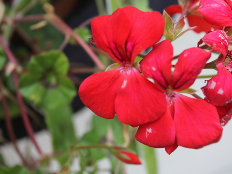 24.	Sardinheira (Pelargonium spp.)
Data da fotografia: 08/05/2018
Utilidade/ função na horta: Apresenta uma folhagem aromática, com perfume canforado, mentolado, anisado. Propriedades repelentes de várias pragas.